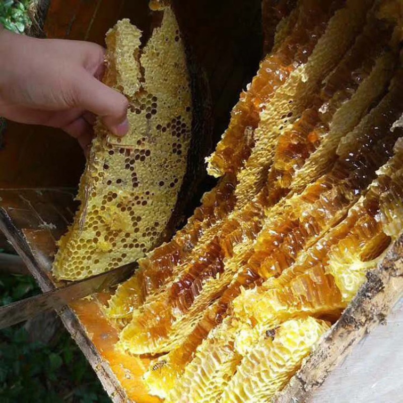 蜜蜂传奇：河南蜂产品批发源头的一站式供货选择